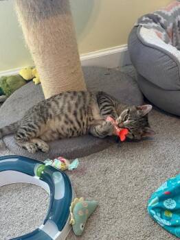 Domestic Short Hair Cats Available for Adoption - Liam | PetCurious