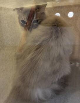 Domestic Medium Hair Cats Available for Adoption in Silverdale, Washington - Peony | PetCurious