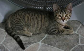 Chowder -  Domestic Short Hair and Tabby Cat for Adoption in Attalla, Alabama - Chowder | PetCurious