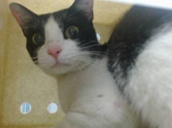 Domestic Short Hair Cats Available for Adoption in Oklahoma City, Oklahoma - A475224 | PetCurious