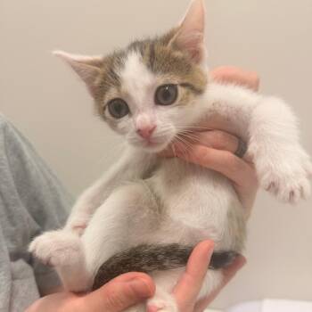 Enoki -  Domestic Short Hair Cat for Adoption in Chattanooga, Tennessee - Enoki | PetCurious
