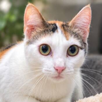 Lucy -  Calico Cat for Adoption in Concord, North Carolina - Lucy | PetCurious