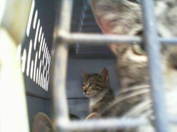 LUCAS -  Domestic Short Hair Cat for Adoption in Charlotte, North Carolina - LUCAS | PetCurious