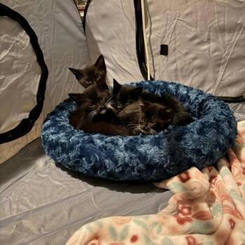 Nutty Buddy 1635 -  Domestic Short Hair Cat for Adoption in Columbus, Georgia - Nutty Buddy 1635 | PetCurious