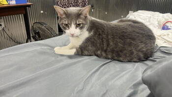 Rescue Domestic Short Hair Cats for Adoption in Cromwell, Kentucky - Max | PetCurious