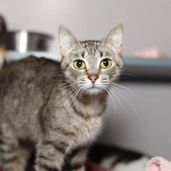 Rescue Domestic Short Hair Cats for Adoption in Evansville, Indiana - Pasha | PetCurious