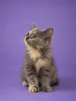 Toffee -  Maine Coon and Domestic Short Hair Cat for Adoption in Brampton, Ontario - Toffee | PetCurious