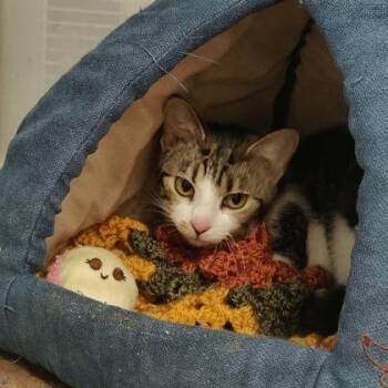 Domestic Short Hair Cats Available for Adoption in Voorhees Township, New Jersey - Atlantis | PetCurious