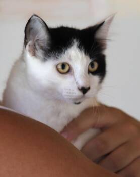 Pyrite -  Domestic Medium Hair Cat for Adoption in North Fort Myers, Florida - Pyrite | PetCurious