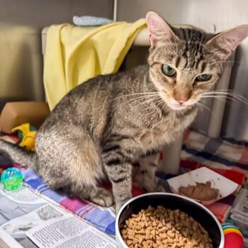 Smash -  Domestic Short Hair Cat for Adoption in Kennebunk, Maine - Smash | PetCurious