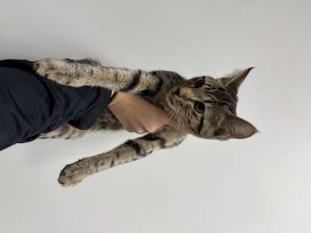 Rescue Domestic Short Hair Cats for Adoption in Zimmerman, Minnesota - Tabitha | PetCurious