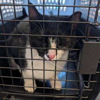 Mocha 2 -  Domestic Short Hair Cat for Adoption in Clearwater, Florida - Mocha 2 | PetCurious