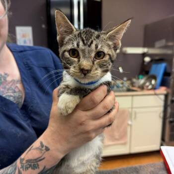 MJ -  Domestic Short Hair Cat for Adoption in Madison, Wisconsin - MJ | PetCurious