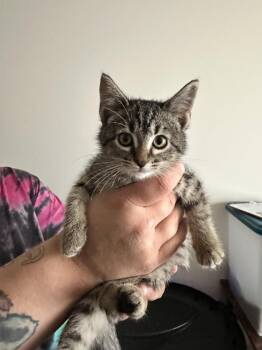 Bear Cat -  Domestic Short Hair Cat for Adoption in Topeka, Kansas - Bear Cat | PetCurious