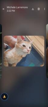 Garfield -  Domestic Short Hair Cat for Adoption in Thatcher, Arizona - Garfield | PetCurious
