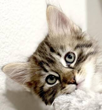 Stevie -  Domestic Long Hair Cat Available for Adoption in Ventura, California - Stevie | PetCurious