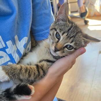 Gillian -  Domestic Short Hair Cat for Adoption in Chapel Hill, North Carolina - Gillian | PetCurious
