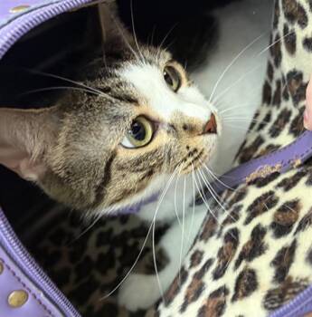 LILA -  Domestic Short Hair Cat for Adoption in Dallas, Texas - LILA | PetCurious
