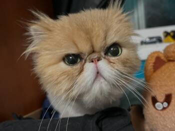 Persian Cats Available for Adoption - Clementine | PetCurious