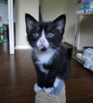 Jasper -  Tuxedo Cat for Adoption in Indianapolis, Indiana - Jasper | PetCurious