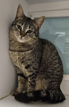 Rescue Domestic Short Hair Cats for Adoption in Washburn, Wisconsin - Millie | PetCurious