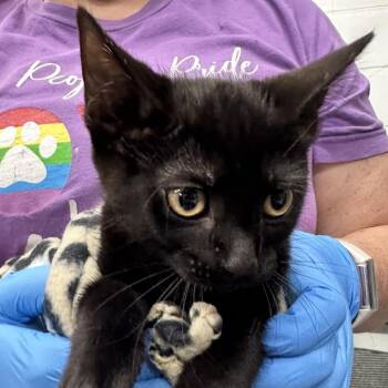 Asp -  Domestic Short Hair Cat for Adoption in Evansville, Indiana - Asp | PetCurious