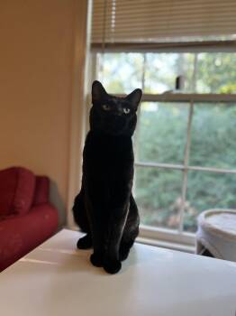 Draco -  Domestic Short Hair Cat for Adoption in Nacogdoches, Texas - Draco | PetCurious