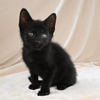 Kona -  Domestic Short Hair Cat for Adoption in Mobile, Alabama - Kona | PetCurious
