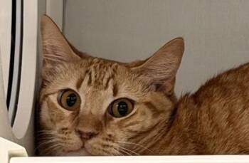 Domestic Short Hair Cats Available for Adoption - Beans | PetCurious