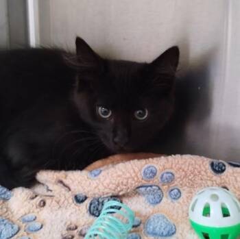 ENIGMA -  Domestic Short Hair Cat for Adoption in Alameda, California - ENIGMA | PetCurious