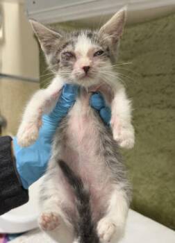 LAILA -  Domestic Short Hair Cat for Adoption in Riverside, California - LAILA | PetCurious