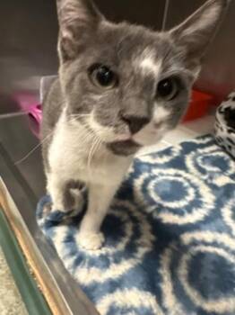 -Marty -  Domestic Short Hair Cat for Adoption in Red Bluff, California - -Marty | PetCurious