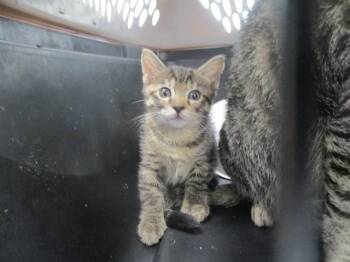 Domestic Short Hair Cats Available for Adoption in Ocala, Florida - LEIA | PetCurious
