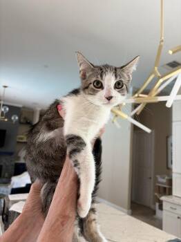 Clifford -  American Shorthair Cat for Adoption in Tampa, Florida - Clifford | PetCurious