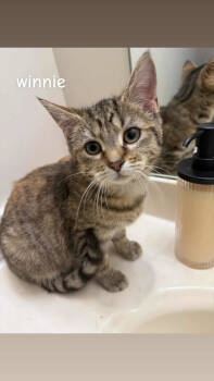 Rescue Domestic Short Hair Cats for Adoption in Clymer, Pennsylvania - Winnie | PetCurious