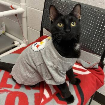 Coven -  Domestic Short Hair Cat for Adoption in Pittsburgh, Pennsylvania - Coven | PetCurious