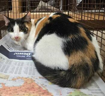 Ada -  Domestic Short Hair Cat for Adoption in Austin, Texas - Ada | PetCurious
