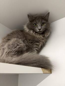 Domestic Long Hair Cats Available for Adoption in Kalamazoo, Michigan - Annie | PetCurious