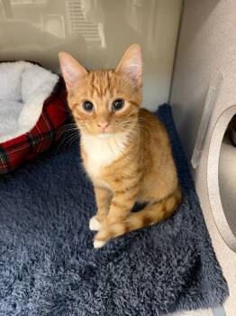 Domestic Short Hair Cats Available for Adoption - Petey | PetCurious
