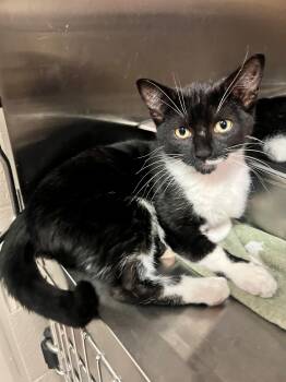 Donut CS-141/26 -  Domestic Short Hair Cat for Adoption in Burlington, Ontario - Donut CS-141/26 | PetCurious