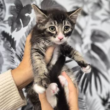 Shiitake -  Domestic Long Hair Cat for Adoption in Wahiawa, Hawaii - Shiitake | PetCurious