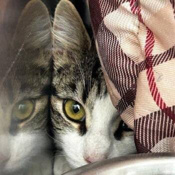 American Shorthair Cats Available for Adoption - Butch | PetCurious