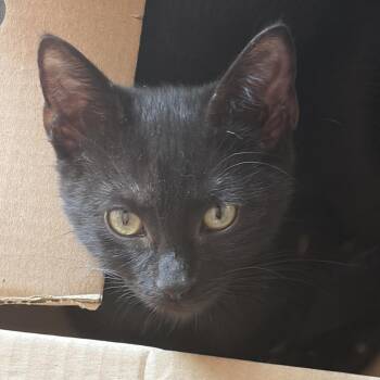 Gladiator -  Domestic Short Hair Cat for Adoption in Greensboro, North Carolina - Gladiator | PetCurious
