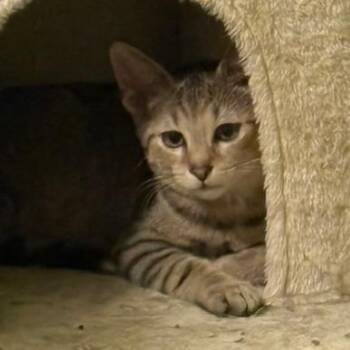 Dorito -  Domestic Short Hair Cat for Adoption in Medina, Ohio - Dorito | PetCurious