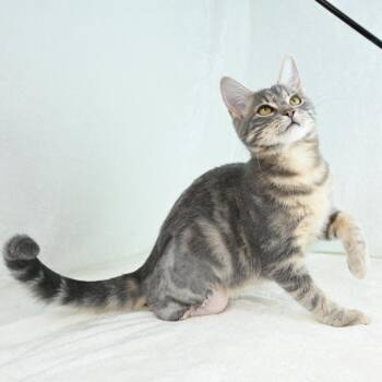 Rescue Domestic Short Hair Cats for Adoption in Mobile, Alabama - London | PetCurious