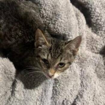 Romeo -  Domestic Short Hair Cat for Adoption in Ringtown, Pennsylvania - Romeo | PetCurious