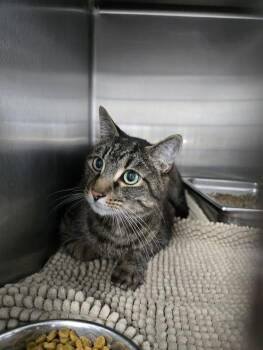 Taz -  Domestic Short Hair Cat for Adoption in Prineville, Oregon - Taz | PetCurious