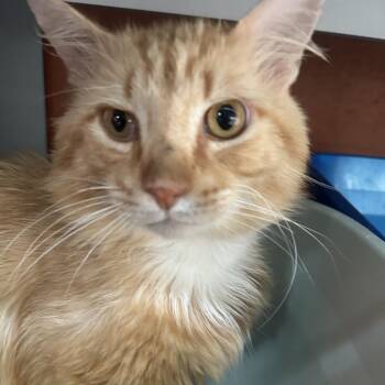 Jasper -  Domestic Medium Hair Cat Available for Adoption in Sarasota, Florida - Jasper | PetCurious