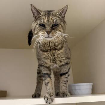 Ronald -  Domestic Short Hair Cat for Adoption in Cooperstown, New York - Ronald | PetCurious