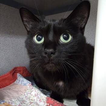 Opal -  Domestic Short Hair Cat for Adoption in Oshkosh, Wisconsin - Opal | PetCurious